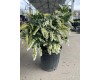 Cavatine Pieris 2 Gal